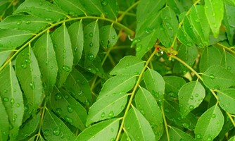 ಕರಿಬೇವು ಚಟ್ನಿ 